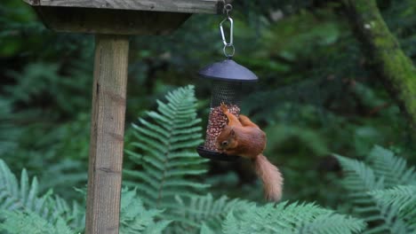 Rotes-Eichhörnchen,-Sciurus-Vulgaris,-Auf-Nussfutterhäuschen.-Schottland