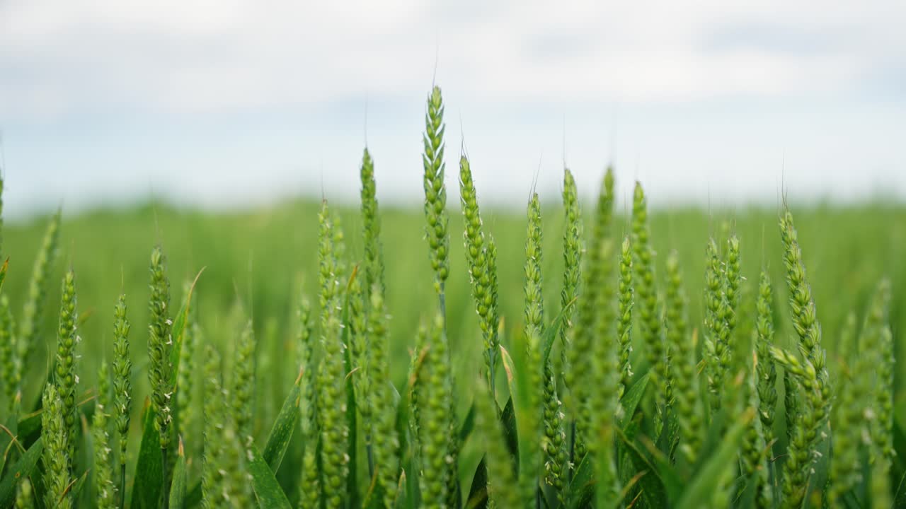 Close-up view of green wheat ears growing in a field under a cloudy sky. Young wheat plants swaying in the wind