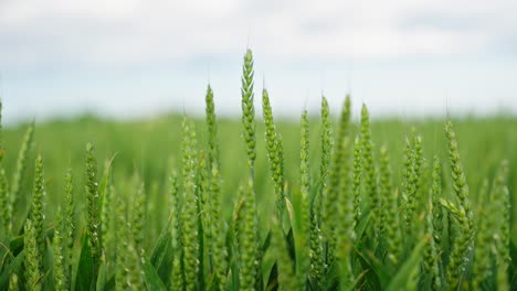 close-up view of green wheat ears growing in a field under a cloudy sky. young wheat plants swaying in the wind