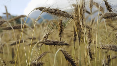 matured ripe barley on field detailed closeup