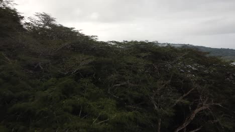 drone shot flying close over trees and thick jungle canopy in nature