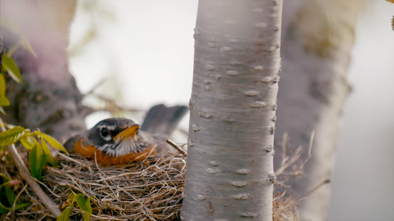 aves de anidación de primavera robin película cinematográfica mirada flores nueva vida pájaros bebés 4k naturaleza