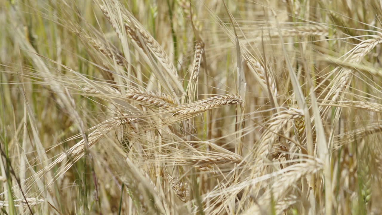 Organic barley swaying on a windy day