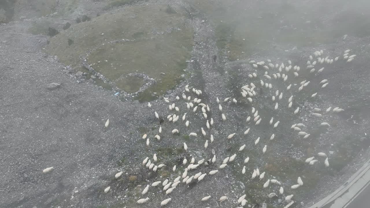 Drone shot of sheep grazing on rocky terrain in Theth Mountains, Albania, Theth, Shqiperi. Light fog drifting over uneven terrain