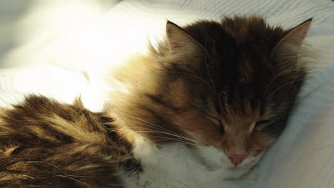 Super-cute-Norwegian-forest-cat-looking-directly-into-the-camera