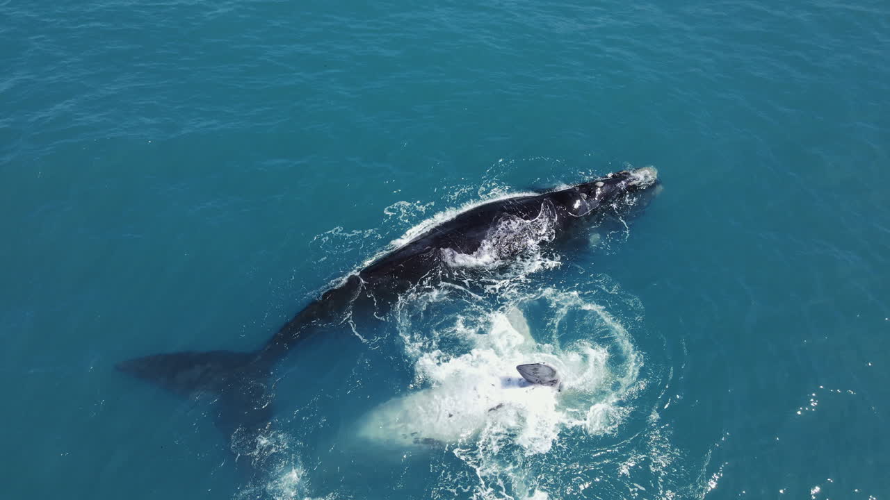 어미 옆에 있는 장난기 많은 얼룩고래 송아지 - 워커 베이, 허마너스의 공중