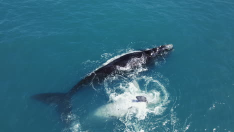 Verspieltes-Gestromtes-Walkalb-Neben-Seiner-Mutter---Antenne-In-Walker-Bay,-Hermanus