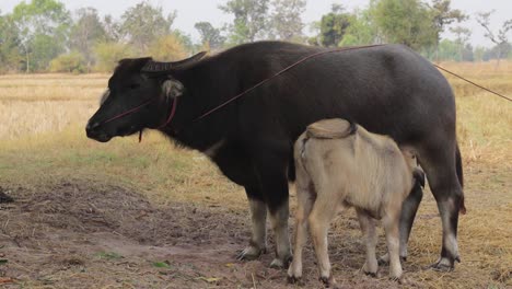 young buffalo suckling milk on the mother's teat on the field in the countryside of thailand