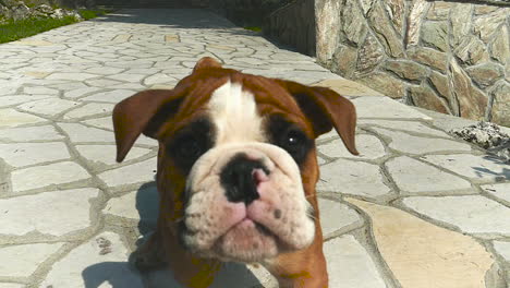 young brown bulldog running on brick road