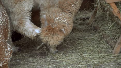 alpaca. muzzle of an alpacian animal