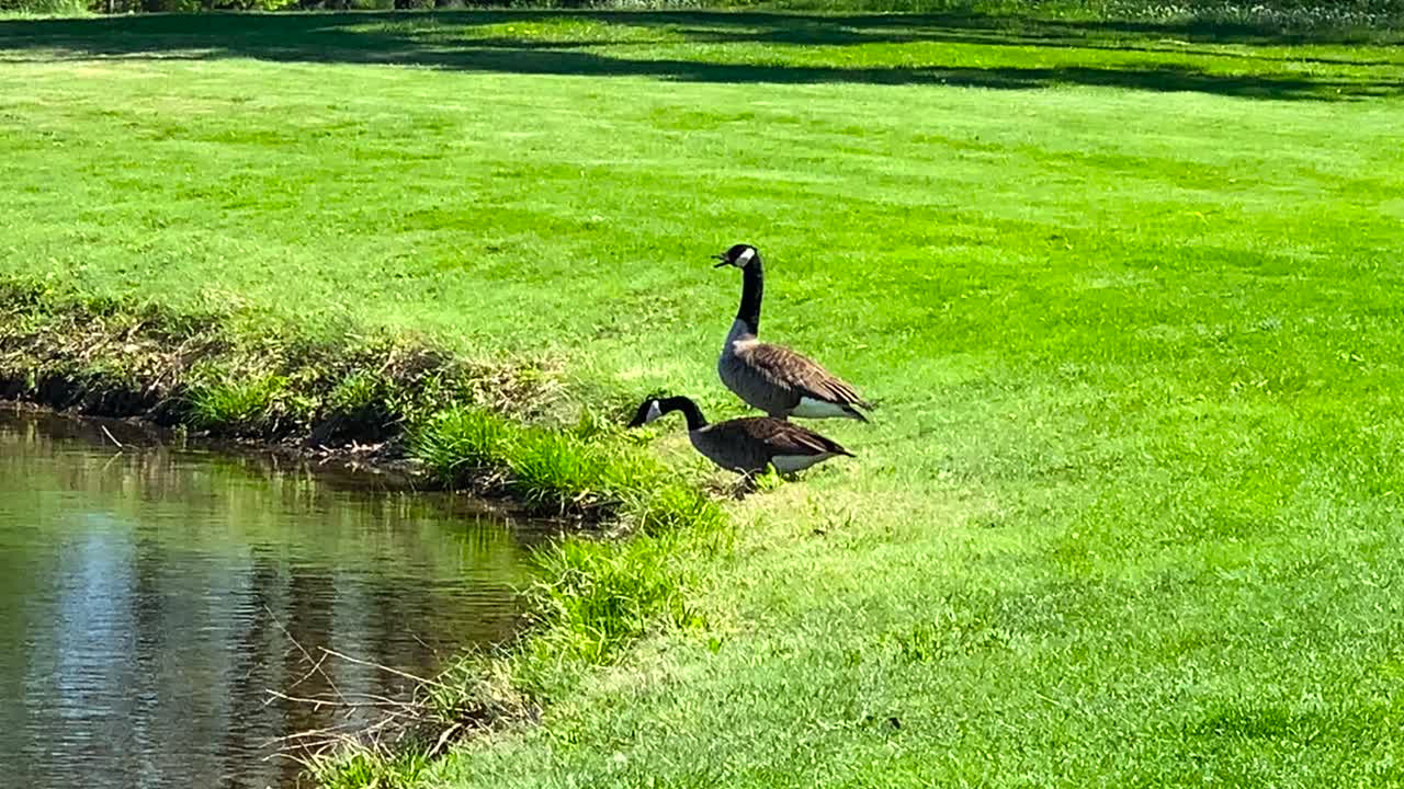 Two Canada Geese Swimming in a Pond