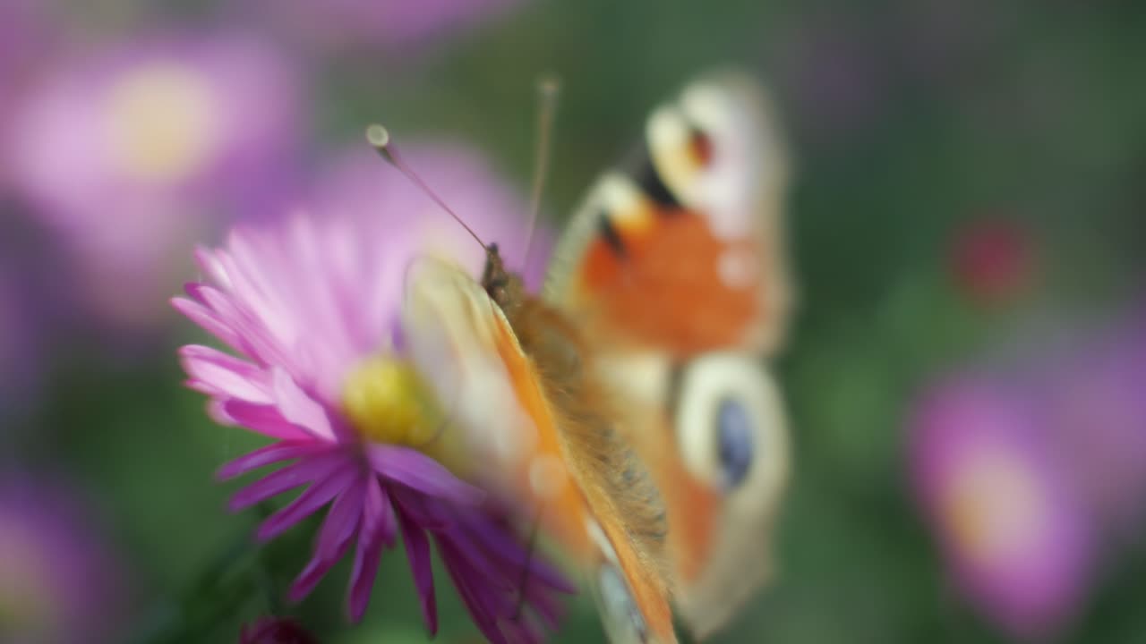Farfalla in primissimo piano posata su un fiore di aster che vola via