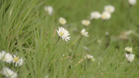 daisies in a meadow