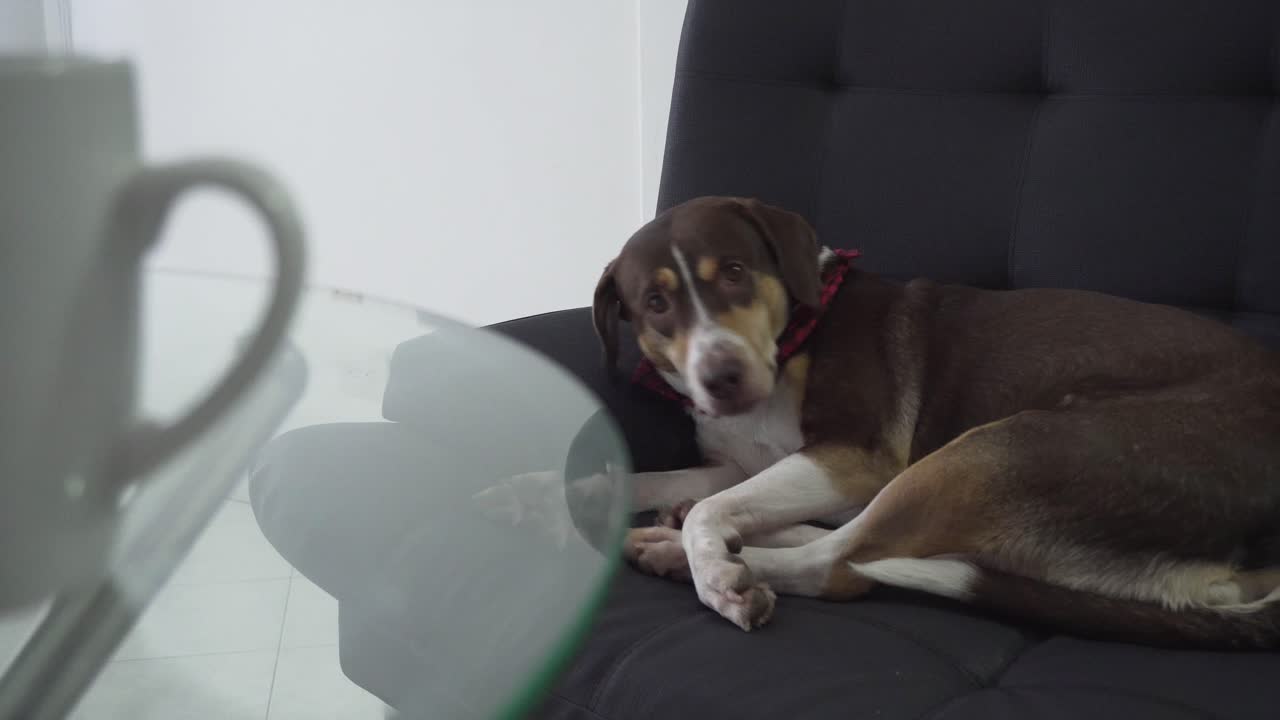 la cámara se desplaza desde la taza de café hasta el perro beagle harrier descansando en el autocar