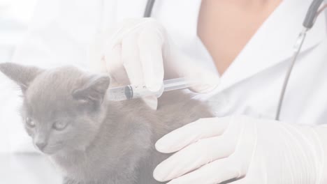 Animation-of-caucasian-female-vet-vaccinating-cat