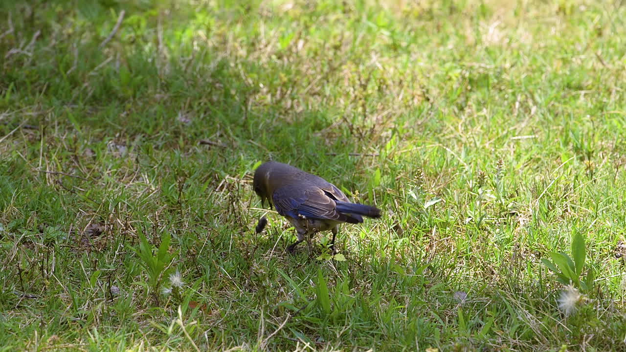 풀밭에서 큰 곤충을 잡고 놀고 먹는 동부 파랑새