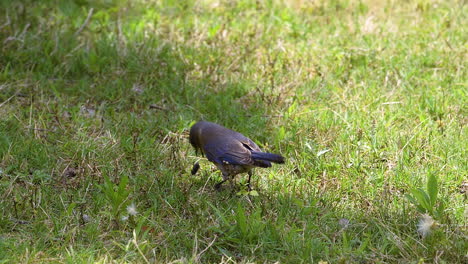 Eastern-bluebird-catching,-playing-with-and-eating-a-large-insect-in-the-grass