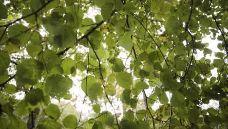 lush autumn foliage in kennall vale nature reserve, ponsanooth, england