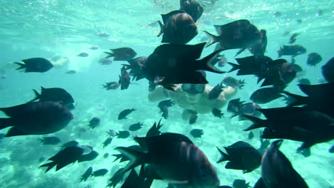 underwater shot of a man doing snorkel between a tropical fish bank