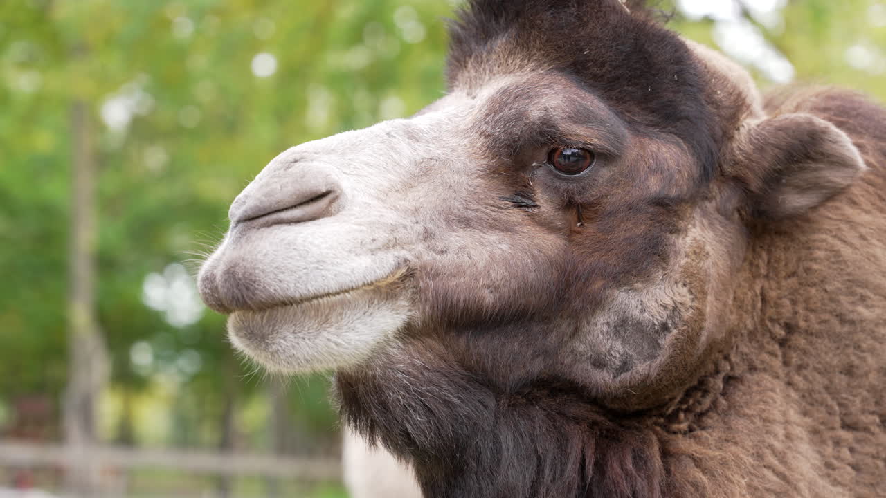 primer plano de un camello marrón en cámara lenta