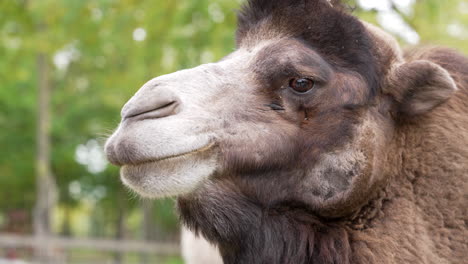 Close-up-of-a-brown-camel-in-slow-motion