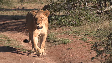 un primer plano de una leona caminando por un camino de tierra en una reserva de caza sudafricana