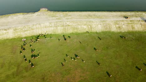 Thai-buffalo-group-on-grass-field-animal-industry