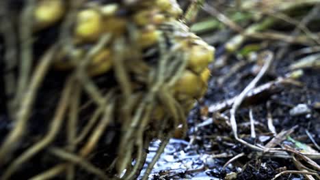 Nice-panning-shot-of-Ginger-root-freshly-harvested-being-washed-Breathtaking-Footage-of-Ginger-Harvest-home-gardening