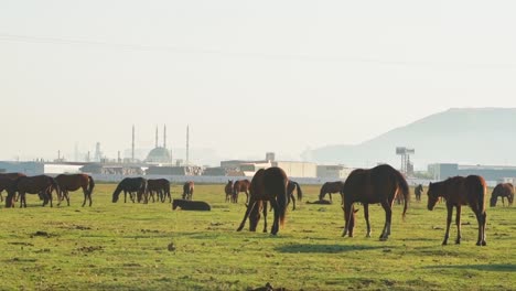 herd of beautiful wild yilki gorgeous horses stand in meadow field in central anatolia keyseri turkey