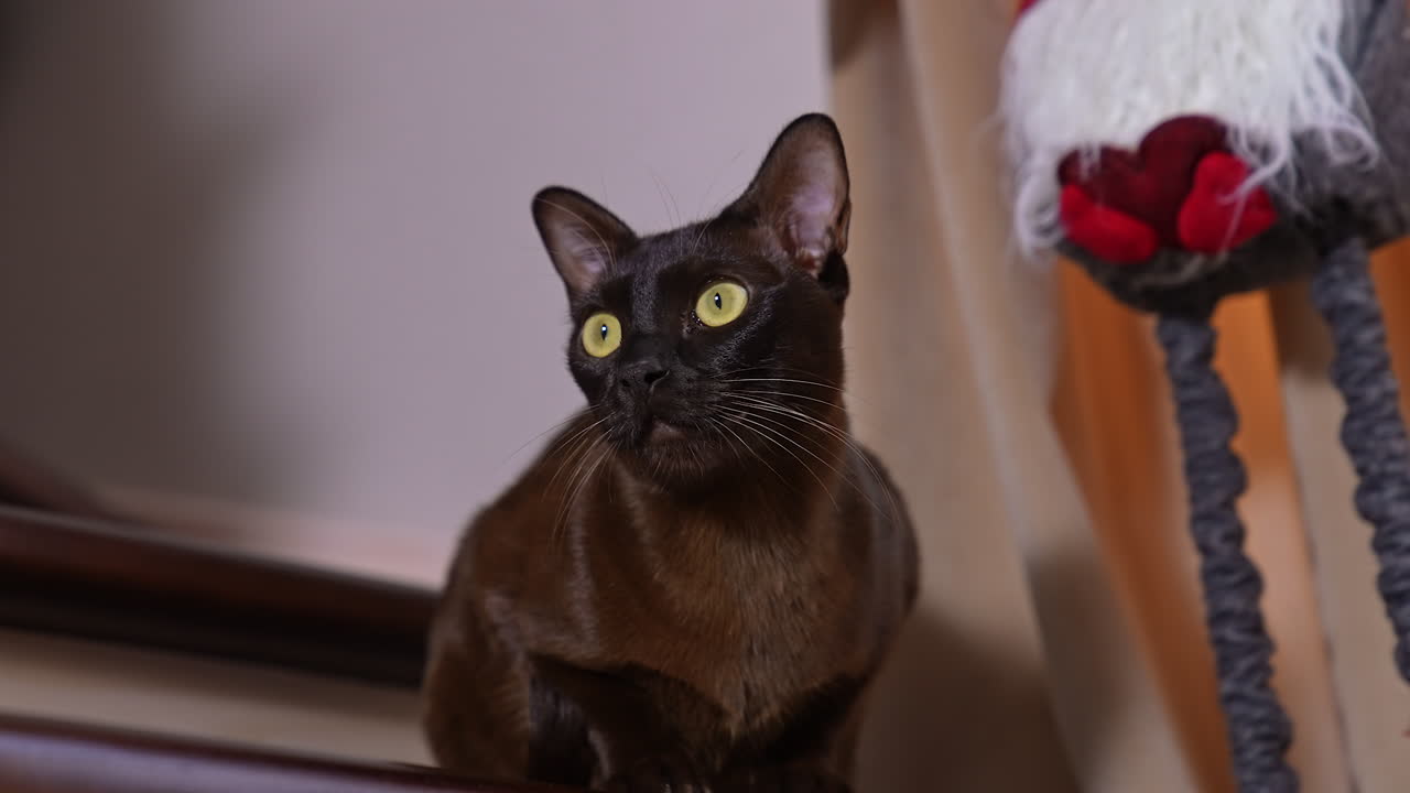 Calm and relaxed kitten sitting on the stair. Big-eyed cat closing its eyes slowly looks at camera. Low angle view.