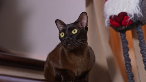 calm and relaxed kitten sitting on the stair. big-eyed cat closing its eyes slowly looks at camera. low angle view.