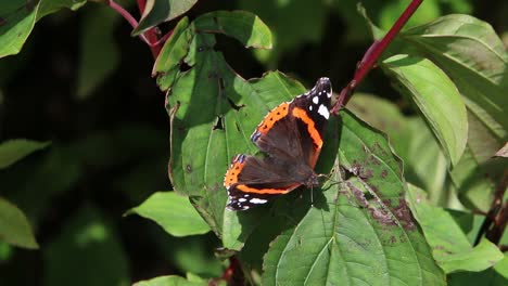 red admiral butterfly, vanessa atalanta, basking on leaf