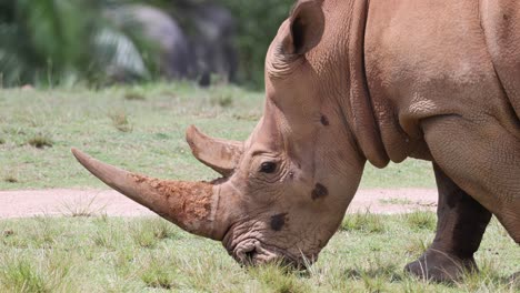 white rhinoceros grazing