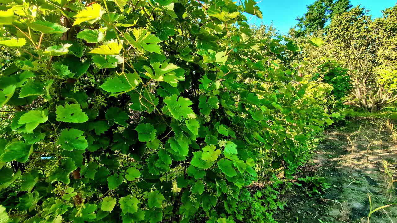 Lush green grapevine bushes thrive in the rural countryside of Latvia during the growing season