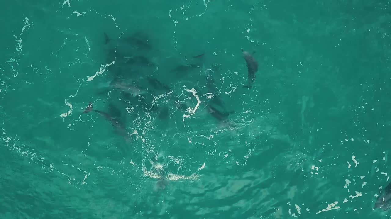 Top down aerial drone footage of a pod of dolphins playing in beautiful green blue water