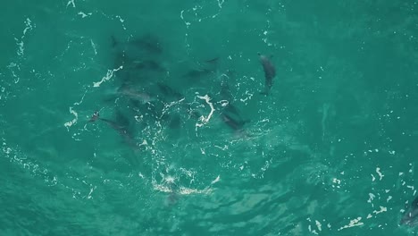 Drohnenaufnahmen-Aus-Der-Luft-Von-Oben-Nach-Unten-Von-Einer-Schule-Delfine,-Die-In-Wunderschönem-Grünblauem-Wasser-Spielen