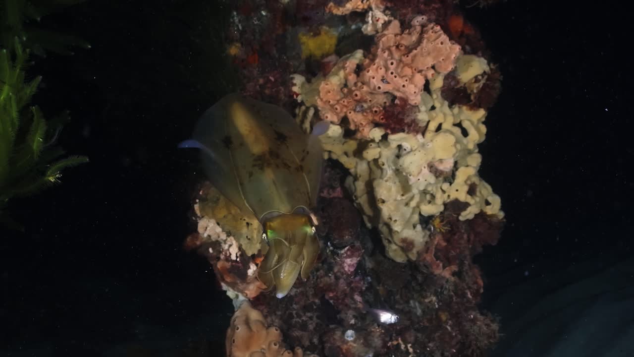 calamares del sur calamares cazando y pescando en la noche sepiotheuthis australis 4k 60fps cámara lenta