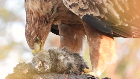 eagle plucking feathers from carcass of prey in kruger national park, south africa