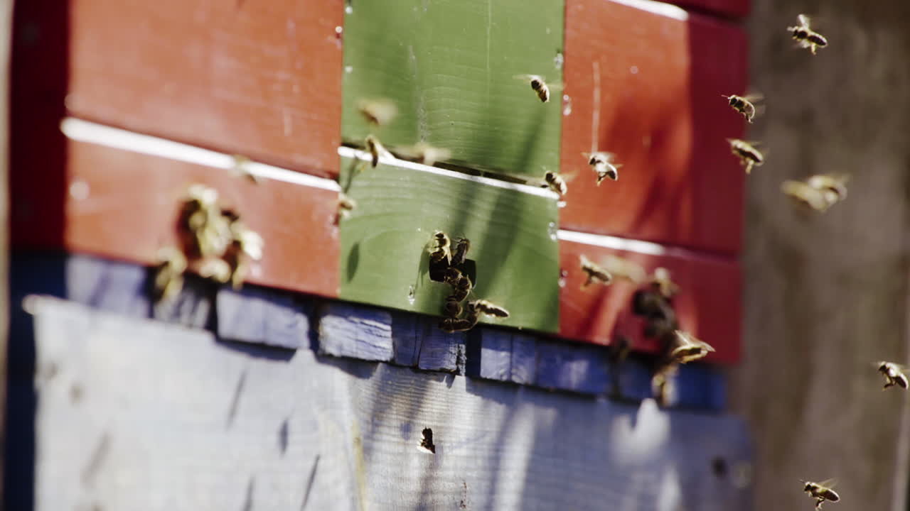 Busy Bees at a Colorful Beehive