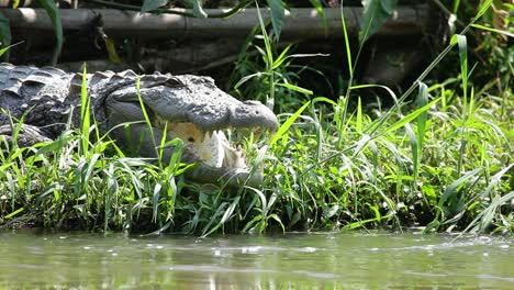 El-Primer-Plano-De-Un-Asaltante-O-Un-Cocodrilo-De-Pantano-Está-Tomando-El-Sol-De-La-Mañana-Para-Calentarnos,-Ya-Que-Estos-Reptiles-Son-De-Sangre-Fría-Y-Necesitan-El-Calor-Del-Sol-Para-Calentarse,-Y-Se-Encuentran-Alrededor-De-Las-Selvas-De-Los-Ghats-Occidentales-De-La-India.