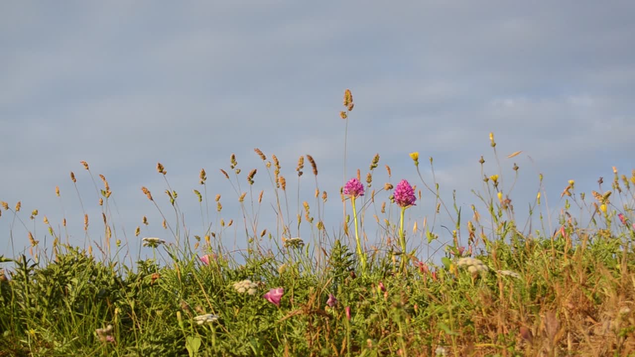구름, 배경 봄 시간과 푸른 하늘에 대 한 아름 다운 작은 꽃