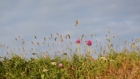 Hermosas-Flores-Pequeñas-Contra-El-Cielo-Azul-Con-Nubes,-Tiempo-De-Primavera-De-Fondo