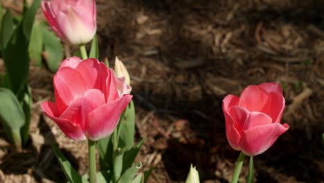 tulipanes en el parque en primavera