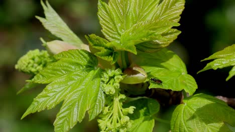 blätter und blüten auf dem sycamore-baum