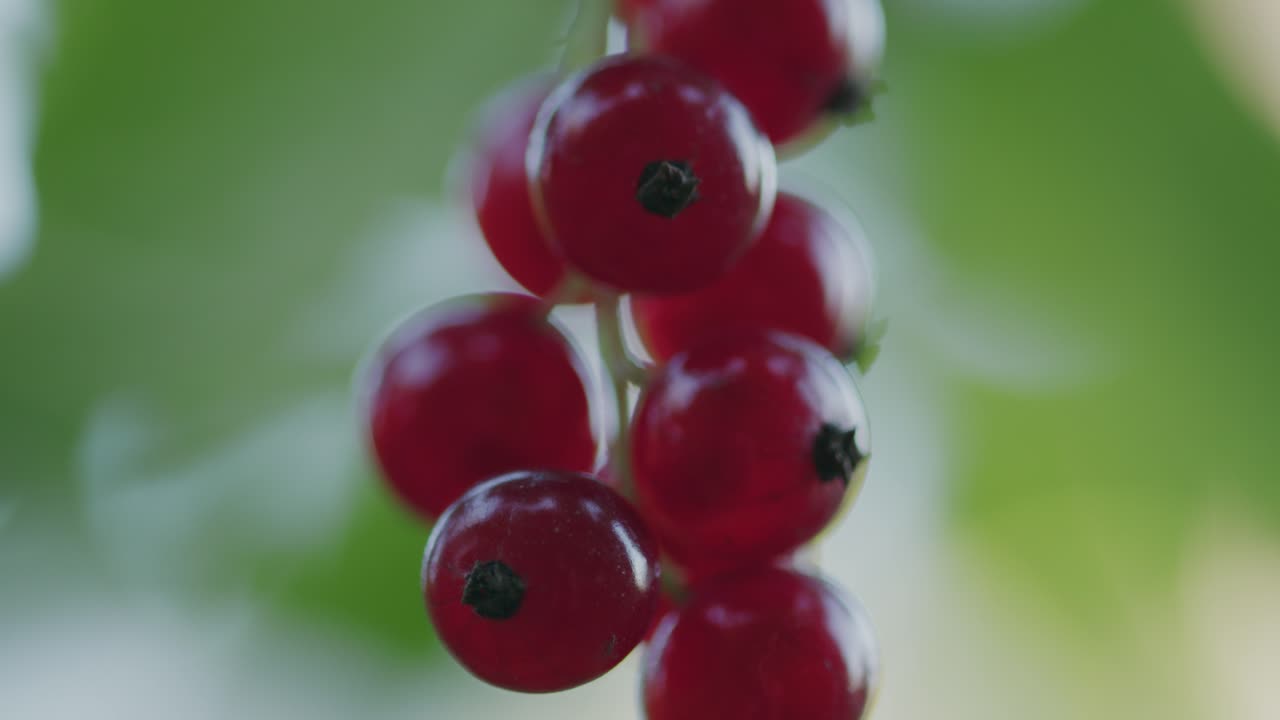 맛있는 잘 익은 육즙이 많은 redcurrant 열매는 줄기 근접 촬영 핸드헬드에 매달려 있습니다.