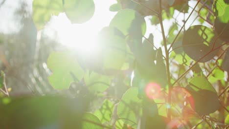 lens flares, dof, slow motion: sun beams shining through leaves with floating camera and heavy lens flares in slow motion