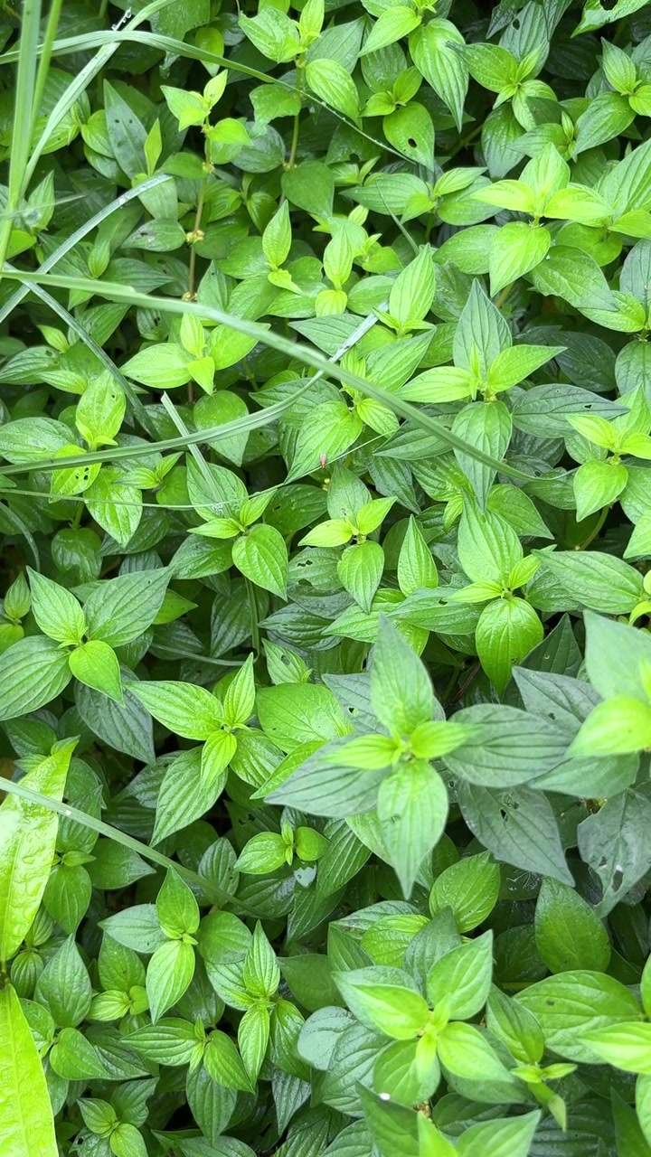 Foglie verdi lussureggianti con goccioline d'acqua in un giardino naturale.