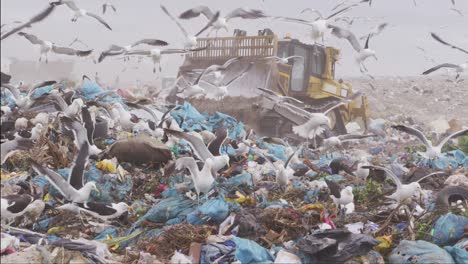 Vehicles clearing rubbish piled on a landfill full of trash