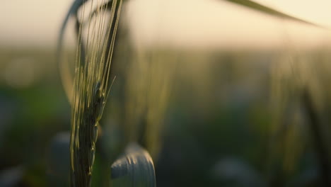 ripening spikelet growing field on sunset close up. wheat ear in evening light.