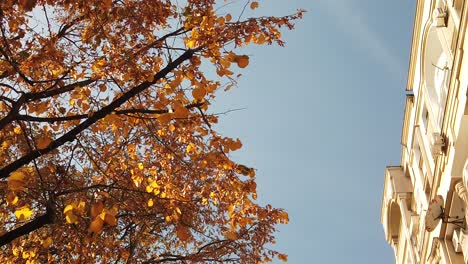 a sunny day in the park, where the leaves are yellow and brown and the sun is reflected in the camera through the trees